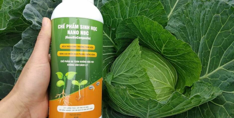 Bắp cải Nano NBC