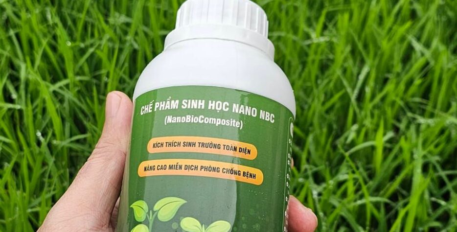 Cây lúa Nano NBC