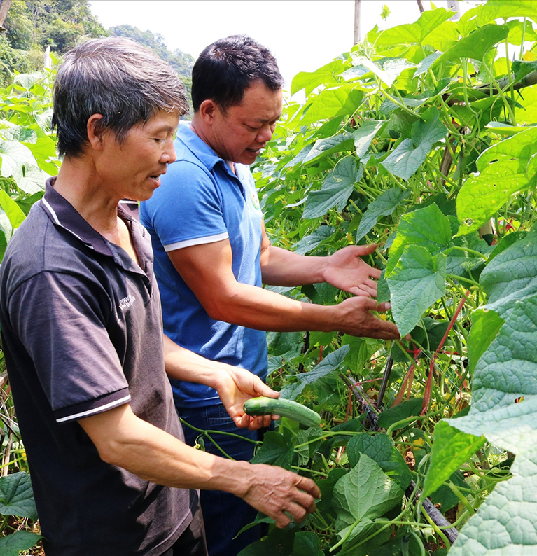 Trang chủ Vườn dưa leo